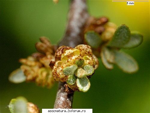 flori de catina catina alba i